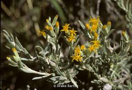 Image result for Greyiaceae