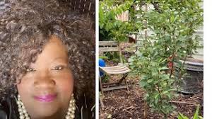 Ep 416: How to Transplant a Container Grown Tree in the ground. Updates