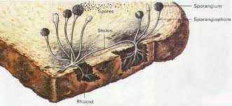 Is It Safe To Eat That Moldy Bread Bread Mold Fungi What Causes Mold