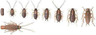 Oft bleibt die frage offen, wie die schädlinge ins haus gelangt sind. Schaben Pestium De