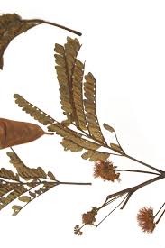 Image result for Albizia schimperiana