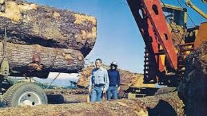 Sometimes a Great Notion | Rotten Tomatoes