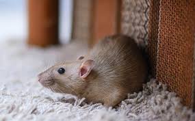 Maybe you would like to learn more about one of these? Mice Or Rats Which Is Worse To Have In Your Bay Area Home