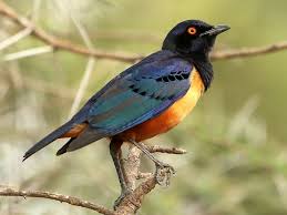 Image result for Oliverella hildebrandtii