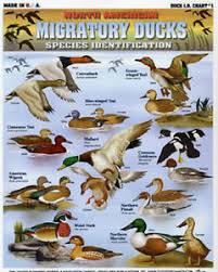 Details About Migratory Ducks Species Id Chart Sale North American Ducks
