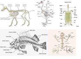 Animales Vertebrados Vertebrados Vertebrados E Invertebrados Animales Vertebrados