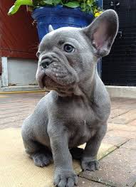We think the blue french bulldogs are just beautiful and striking but wouldn't breed them just for that reason. Blue And Chocolate French Bulldogs Uk French Bulldog Puppies Pet Dogs Puppies Bulldog Puppies