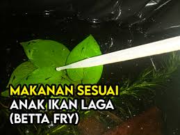 Anak kucing yang masih berumur di bawah 1 bulan hanya perlu minum air susu langsung dari induknya, pemberian makanan apapun bentuknya masih belum terlalu direkomendasikan di tahapan usia tersebut. Makanan Yang Terbaik Dan Sesuai Untuk Anak Ikan Laga Betta Fry Some Bullet For Your Head