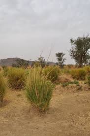 Image result for Chrysopogon nigritanus