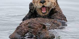 Did you see that otter wiggle? Die Otter Dieser Welt Wissen Fur Kids Jung Aktiv Themen Wwf Osterreich Artenschutz Naturschutz Klimaschutz