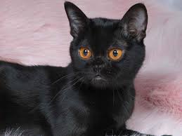 Bombay Cat Breed Traits Black To The Roots The Bombay S Coat Invites Caressing With Its Fine Satinlike Texture And Shimmering Cats Bombay Cat Cat Obsession