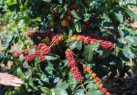 Coffee tree in a 3 gallon container. Growing The Future Of Coffee One Tree At A Time
