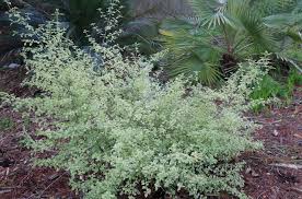 Image result for Laportea ovalifolia
