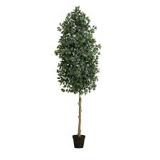 Image result for F%EDkus Ficus