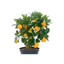 There will be more trees, fertilizer, azomite, and enthusiasm. Fruit Trees For Sale Sydney Enfield Produce
