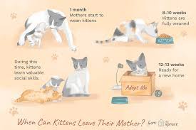 How Old Should A Kitten Be Before You Take It Home Puppy Care List Kitten Care Kitten