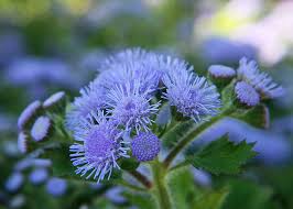 Setiawanone on january 0 fun @retasi udah, namanya maisella vanny. Ageratum Agerato Consigli Coltivazione E Cura