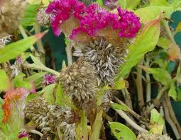 Saving Celosia Cockscomb Seeds Even Though The Picture Is Cockscomb Celosia The Seed Will Look The Same For Plume Celosia Once The Fl Seeds Plants Flowers