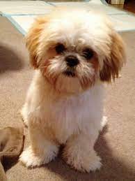 Lhasa Apso Bogey Lhasa Apso Puppies Lhasa Apso Cute Puppies