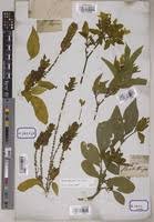 Image result for Ecbolium clarkei