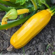 Oct 01, 2020 · 2021/04/26. Zucchini Atena Polka Samen Cucurbita Pepo 20 Seeds Garden Seeds Market Kostenloser Versand