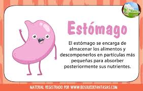 Organo Estomago Organos Del Cuerpo Humano Cuerpo Humano Para Ninos Cuerpo Humano