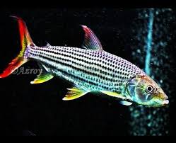 Hydrocynus Vittatus Tiger Fish Fish Ancient Fish