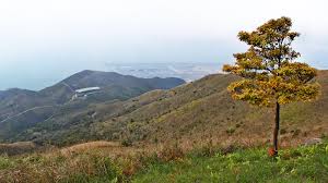 维基百科- Wikipedia