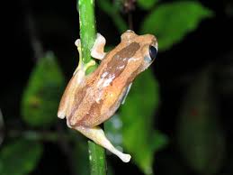 Image result for Afrosolen setifolius