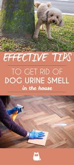 How To Get Rid Of Dog Urine Smell Home Remedies Dog Urine Dog Pee Smell Cat Pee Smell