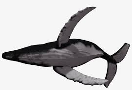 Check out our white humpback whale selection for the very best in unique or custom, handmade pieces there are 1402 white humpback whale for sale on etsy, and they cost $24.01 on average. Cetacea Png Pic Humpback Whale White Background Transparent Png 1024x639 Free Download On Nicepng