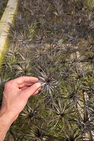 Image result for Moraea stricta