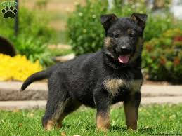 Give a german shepherd a new forever home today. Ilmu Pengetahuan 10 Baby German Shepherd Puppies For Sale