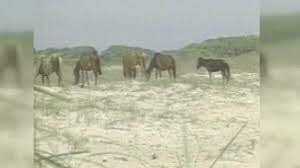 Outer Banks Wild Horses To Ride Out Hurricane Dorian As They Ve Done For 500 Years Abc11 Raleigh Durham