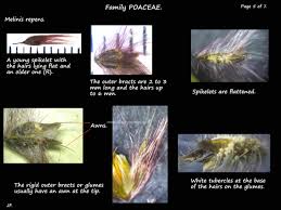 Image result for Melinis longiseta