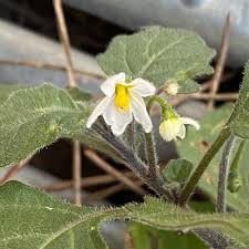 Image result for Solanum villosum