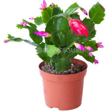 Here's how to grow christmas cactus during it's blooming period & after. Plantsguru Christmas Live Cactus Zygocactus Plant Amazon In Home Kitchen