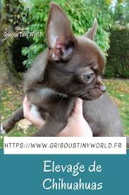 Maybe Chiot Chocolat De L Elevage De Chihuahua Lof Grisous Tiny World Hauts De France A 2h De Paris Chihuahua Chiots Chiens Elevage Chihuahua Chihuahua Chiot