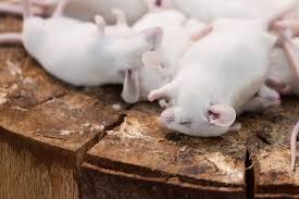 Get matched with top pest exterminators in san francisco, ca. Top Choice Pest Control Of San Francisco Rodent Control Top Choice Pest Control Of San Francisco