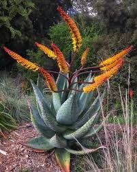 Image result for Aloe wollastonii