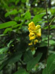 Image result for Dumasia