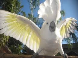 Cockatoo Keiffer Melbournebeach Florida Parrot Rescue Marsparrots Cockatoo Parrot Rescue Melbourne Beach