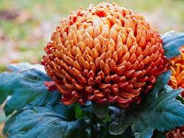 What is the best soil. How To Grow And Care For Chrysanthemums A Beginner S Guide Florgeous