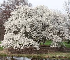 Bright golden foliage lasting all season, especially when planted in full sun. Magnolia Kobus Wikipedia