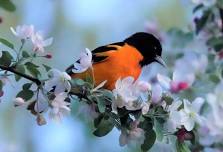 CT Audubon Coastal Center – Milford Pt: Spring Bird Walk