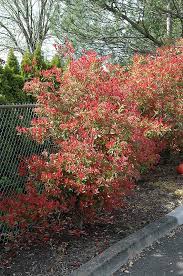 When established a photinia red robin will look after itself. Fraser Photinia Calloway S Nursery