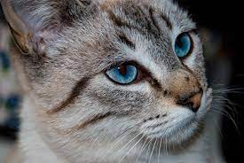 Check out our grey cat blue eyes selection for the very best in unique or custom, handmade pieces from our shops. 10 Best Cat Breeds With Blue Eyes