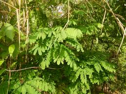 Image result for Dalbergia