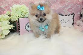 Ian is up to date on his shots and dewormings. Elegant Teacup Pomeranians Pomeranian Puppies For Sale Classy Teacup Puppies