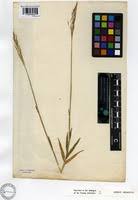 Image result for Andropogon amethystinus
